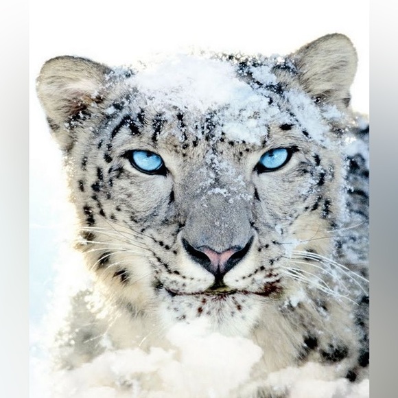 Hyperrealistic snow leopard - Picture 2 of 2